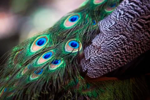 Peacock feathers up close 2 Stock Photos