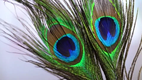 Peacock feathers close-up background. Bird plumage wallpaper Stock Footage 328747400