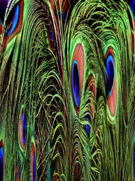 Peacock feathers close-up Stock Photos