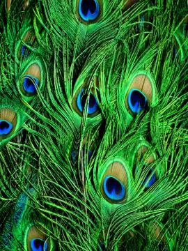 Peacock feathers close-up Stock Photos