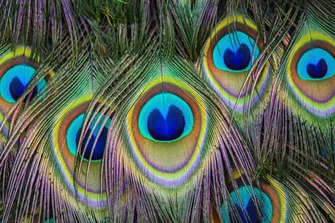 Peacock feathers close up Stock Photos
