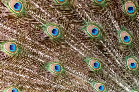 Peacock feathers display intricate patterns and vivid eye-like markings Stock Photos