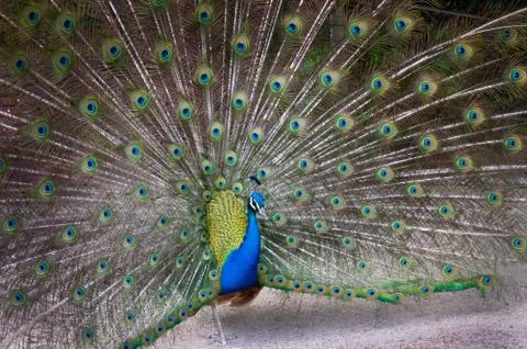 Peacock with feathers extended Foto stock