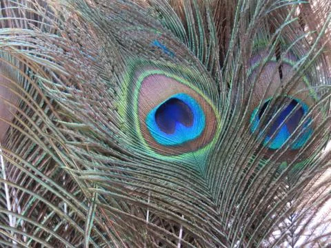 Peacock feathers with eye Stock Photos