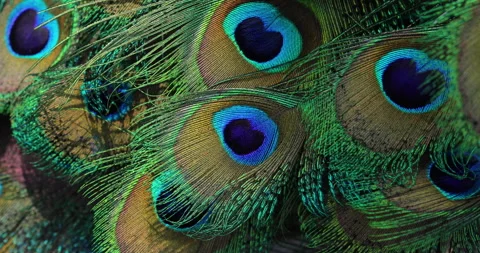 Peacock feathers. Stock Footage 276658676