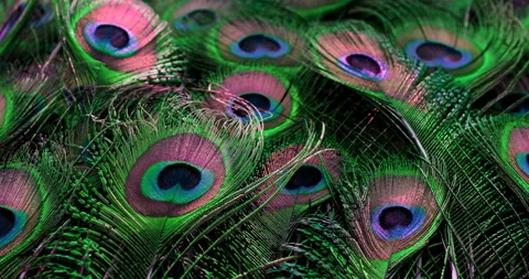 Peacock feathers Video stock 277438216