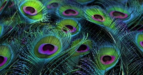 Peacock feathers. Video stock 277438228