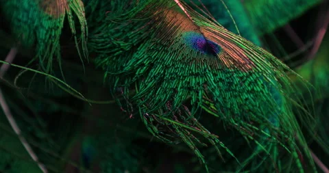 Peacock feathers Stock Footage 277439599