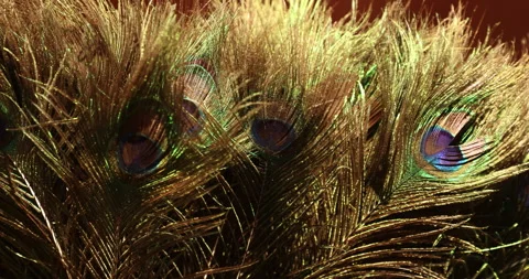 Peacock feathers Stock Footage 324159394