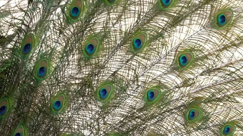 Peacock feathers footage Video stock 75446727