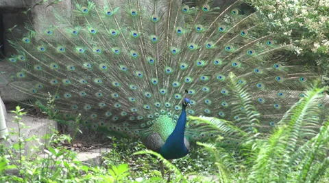 Peacock with feathers on full display Stock Footage 39745400