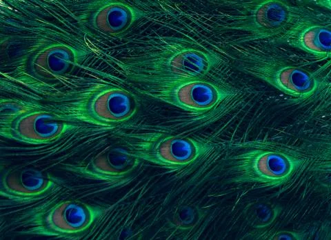 Peacock feathers Green Dot Pattern Blue Background Stock Photos