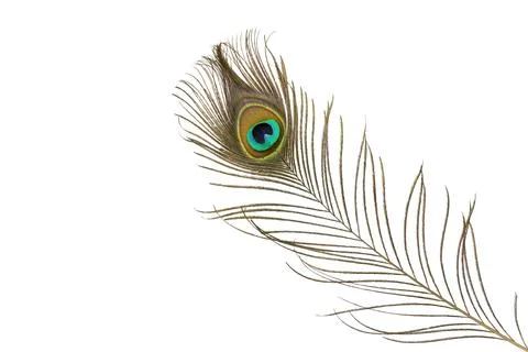 Peacock feathers isolated on white Stock Photos