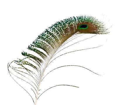 Peacock feathers isolated on white Stock Photos