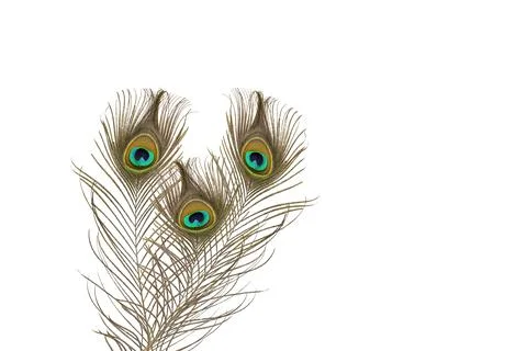 Peacock feathers isolated on white Stock Photos