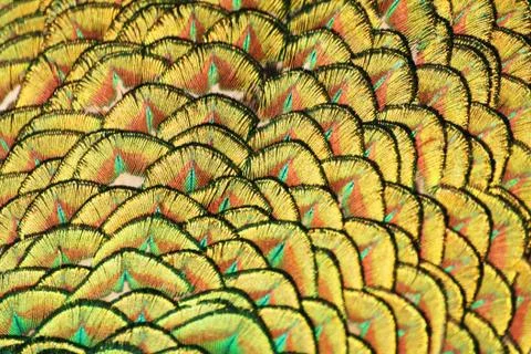 Peacock feathers macro Stock Photos