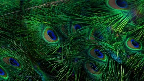 Peacock feathers in motion background Ci... | Stock Video | Pond5