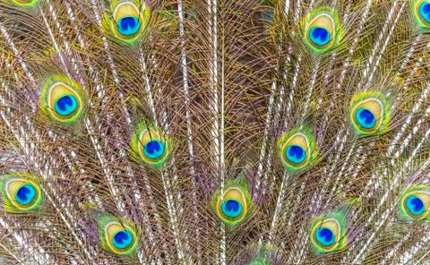 Peacock with feathers out Stock Photos