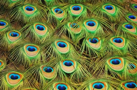 Peacock feathers Foto stock