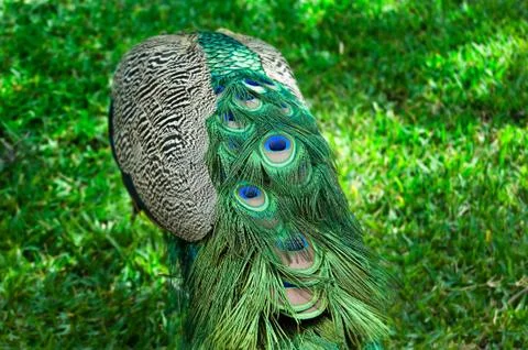 Peacock Feathers Stock Photos