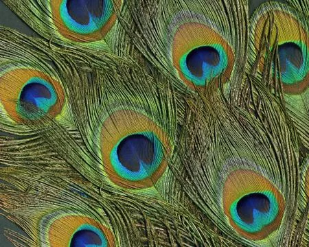 Peacock feathers Stock Photos