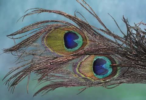 Peacock  feathers Stock Photos