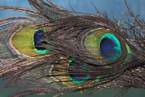Peacock  feathers Stock Photos