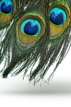 Peacock feathers Stock Photos