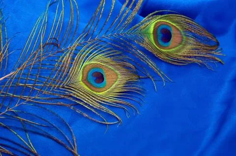Peacock feathers Stock Photos