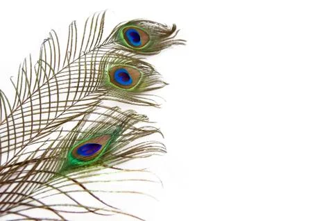 Peacock feathers Stock Photos