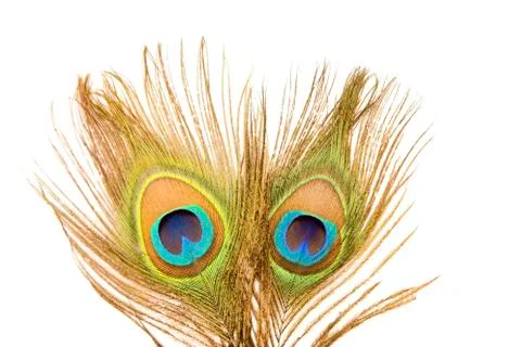 Peacock feathers Stock Photos
