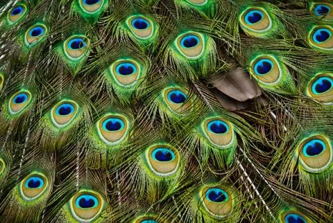 Peacock feathers Stock Photos