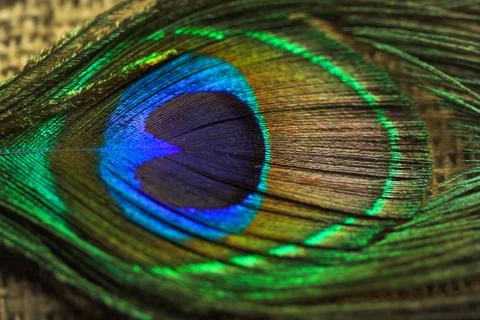 Peacock  feathers Stock Photos