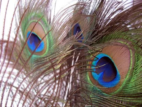 Peacock feathers Stock Photos