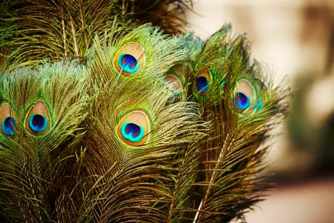 Peacock feathers Stock Photos