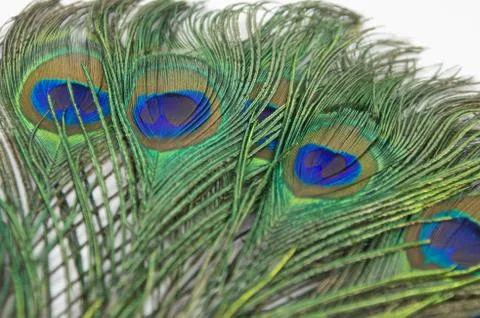 Peacock Feathers Stock Photos