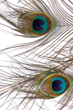 Peacock Feathers Stock Photos