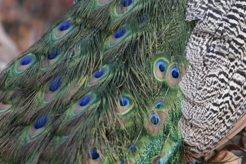 Peacock Feathers Stock Photos