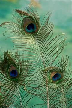 Peacock Feathers Stock Photos