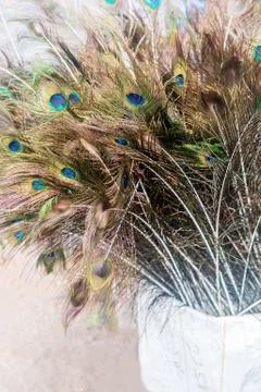 Peacock Feathers Stock Photos