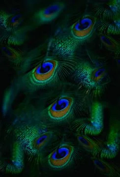 Peacock feathers Stock Photos