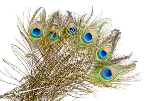Peacock feathers Foto stock