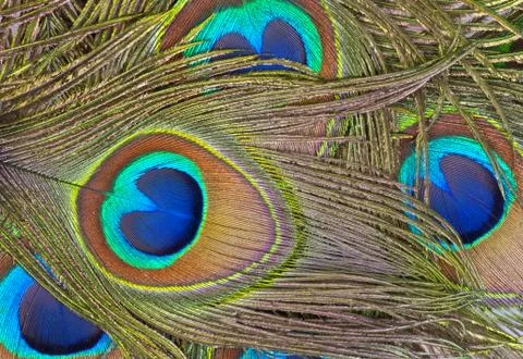 Peacock feathers Foto stock