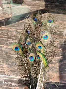 Peacock feathers Stock Photos