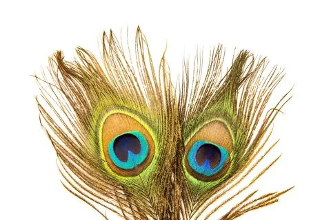 Peacock feathers Фото