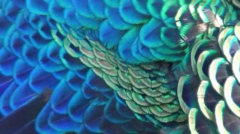 Peacock Feathers 스톡 사진