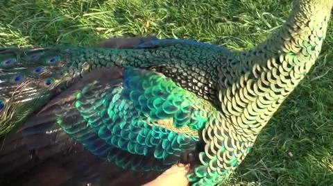 Peacock Feathers 写真素材