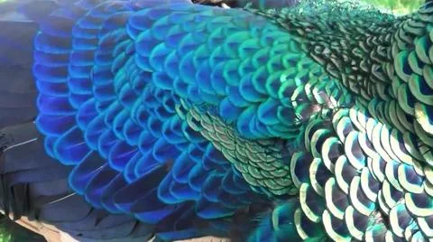 Peacock Feathers 写真素材