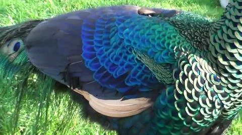Peacock Feathers 写真素材