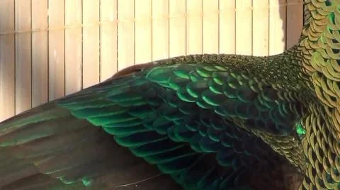Peacock Feathers 스톡 사진